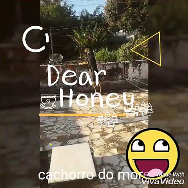 Cachorro Do More