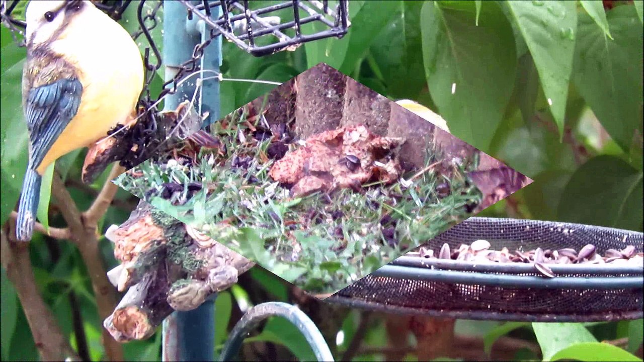 la vie des oiseaux, chez Roguidine