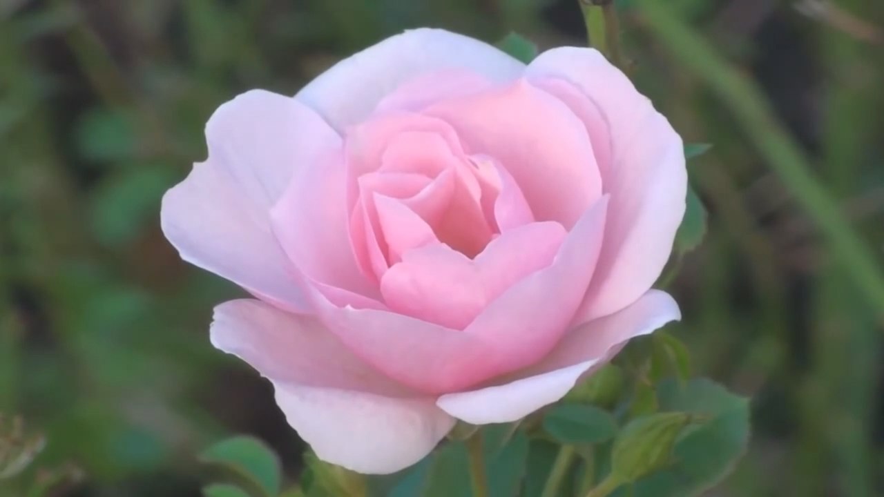 София Ротару - Червона рута Sofia Rotaru - Chervona ruta