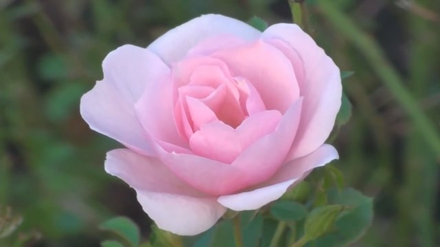 София Ротару - Червона рута Sofia Rotaru - Chervona ruta