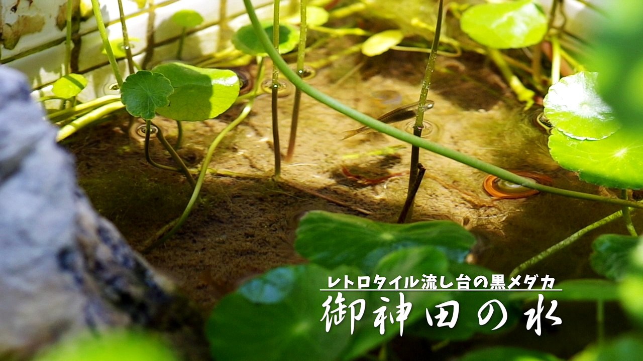 レトロタイル流し台の黒メダカ