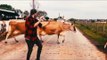 Guy Shows Off His Dancing Skills in Front of Cattle