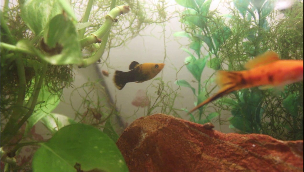 Black and Golden Molly Fish