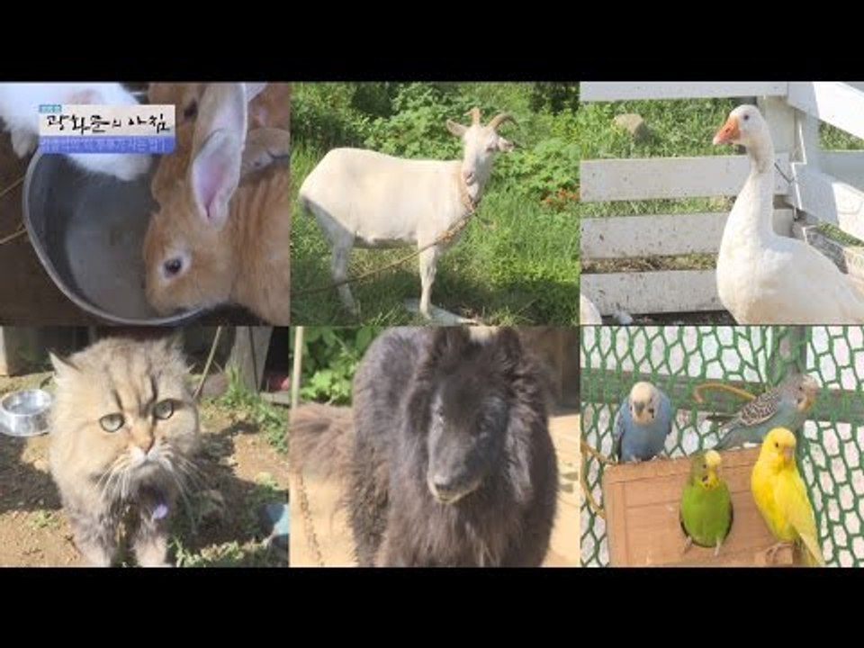 완전 다양하게 동물을 키우는 남편! [광화문의 아침] 298회 20160818
