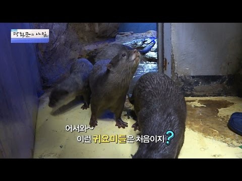 귀여운 수달수조에 들어간 에바! [광화문의 아침] 298회 20160818