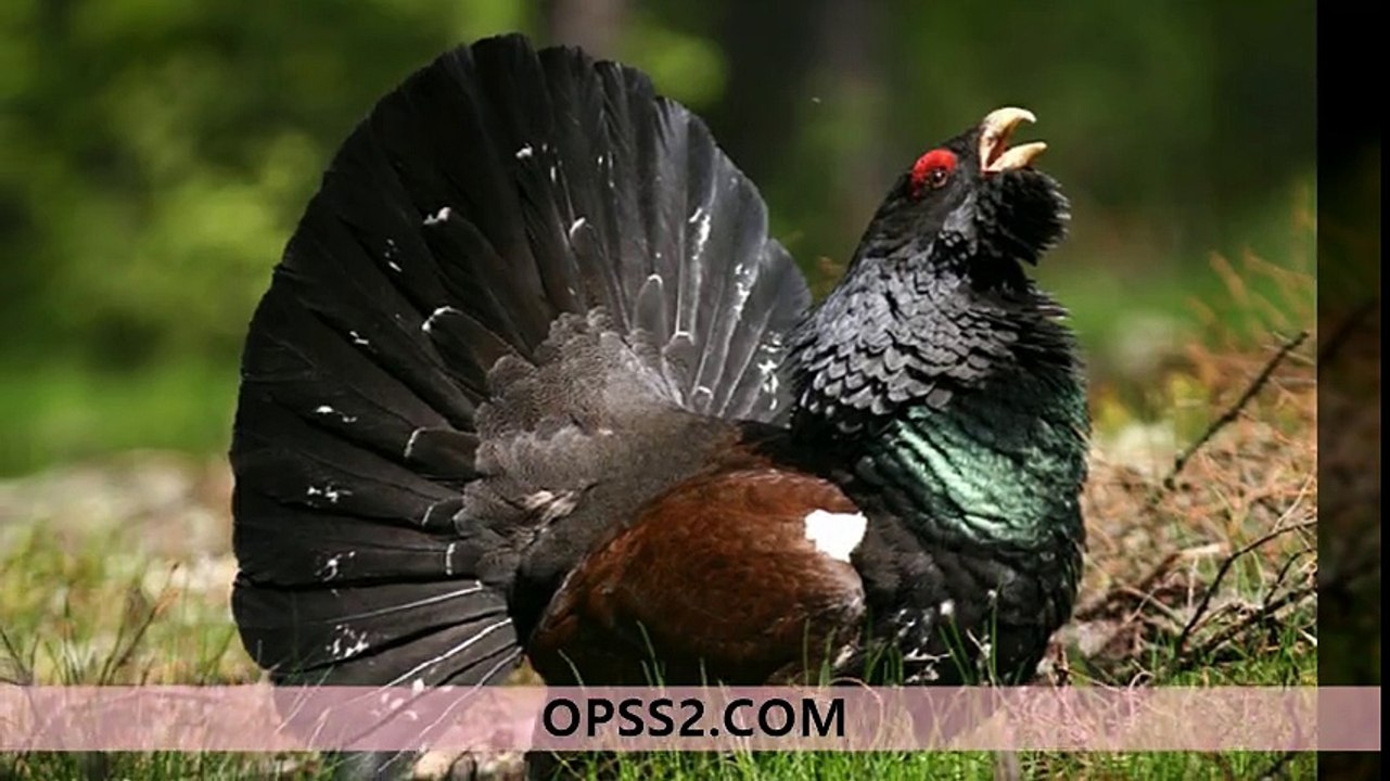Capercaillie 강동오피 강동건마 오피쓰 OPSS2.COM