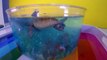 DIY SHARK Toys Slime Aquarium Fish Tank - Toy Sharks, Sea Animals, Toys and Slime _ Craft Videos-F