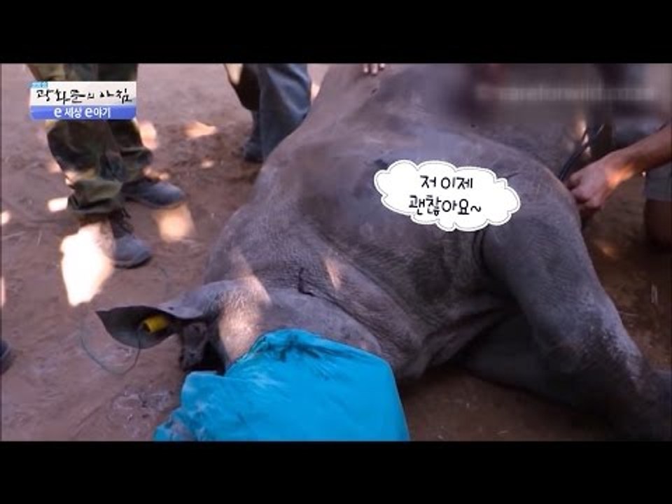 심폐소생술, 코뿔소를 살리다! [광화문의 아침] 296회 20160816