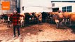 Guy Impresses Cattle With His Dance Moves