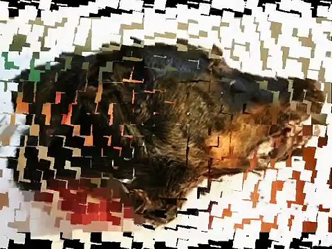 Brazilian Man Got a Dog Face by Plastic Surgery | amazing dog face plastic surgery | brazilian man with dog face