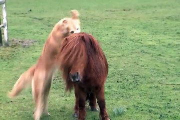 Dogs And Ponies Are Not Only Human’s Friends, But Also Each Other’s