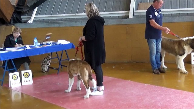 EXPO CANINE AMIENS 29 04 2017 MALICE ET VALERIE