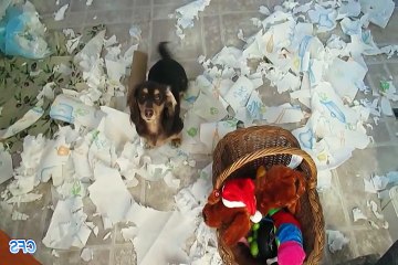 Cats Who Discover Toilet Paper Make For Great Videos