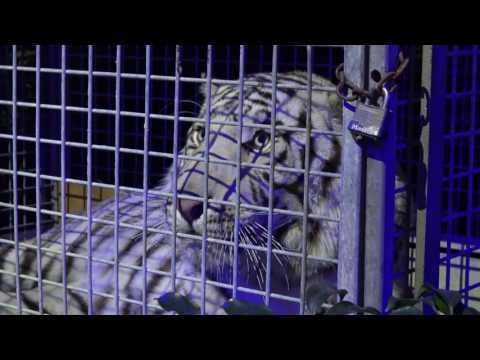 Tigers At Floyd Mayweather Birthday Party EsNews Boxing