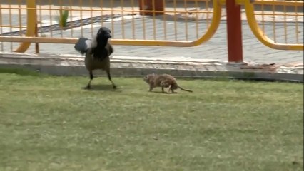 Un oiseau essaie d'attaquer un rat.