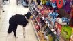 Clever Dog Shops For His Own Treats