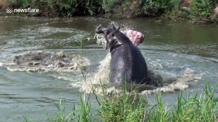 Dramatic wild hippo fight caught on camera