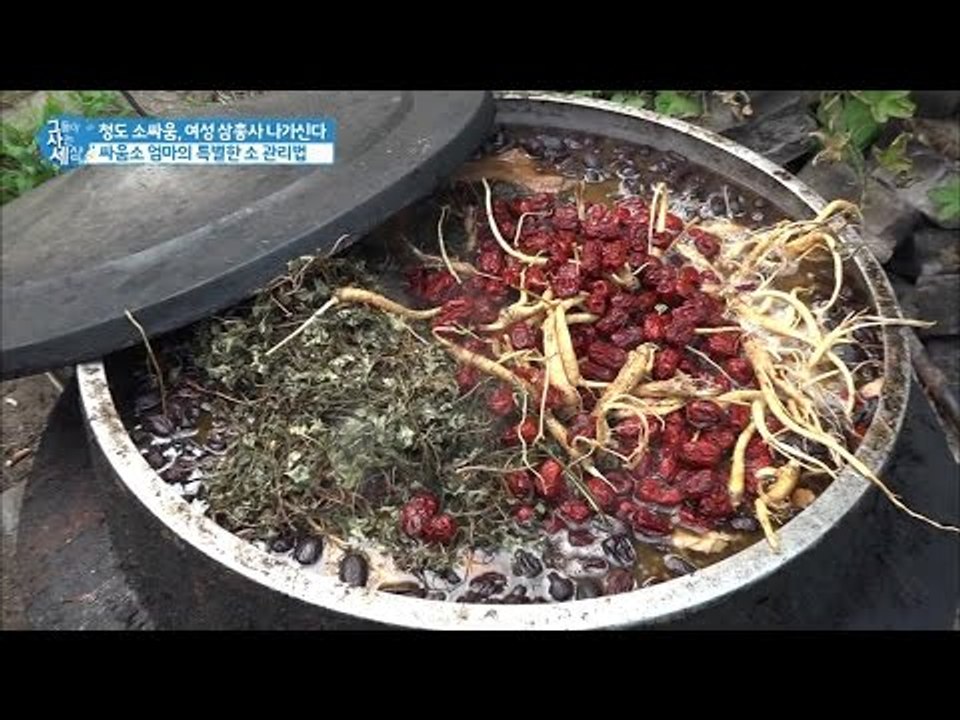 싸움소 엄마의 특별한 소 관리법! [그들이 사는 세상] 6회 20160814