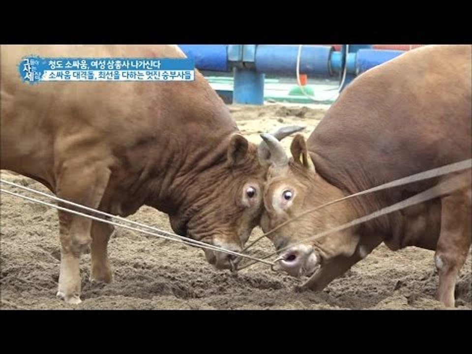 소싸움 대격돌! 경기장에서 만난 부부! 그 결과는? [그들이 사는 세상] 6회 201...