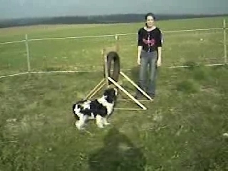 biscotte en agility