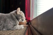 Cat Mumbles To Himself While Hunting Birds