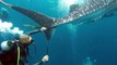 Cette plongeuse vient à la rescousse d'un requin de 4 mètres