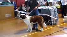 EXPO CANINE AMIENS 29 04 2017 IRIS DU CHATEAU ROBERT ET JAZZY DES SOURCES DE GOUESCH