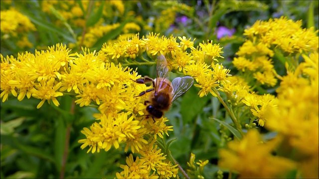 Pollination through bee-Full HD released by NCV