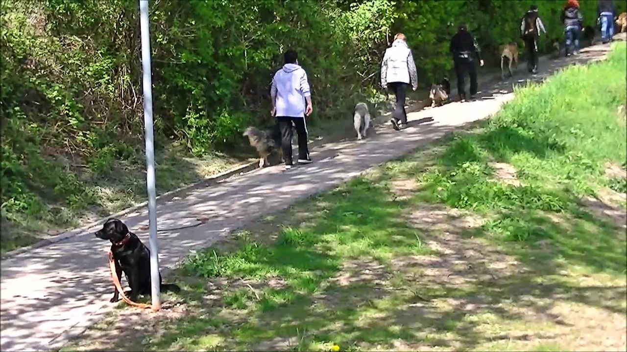 Begleithundeprüfung (bh / vt ) 23.04.2017 verkehrsteil
