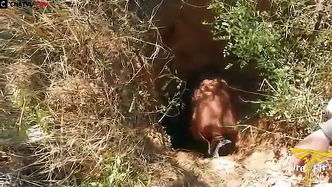 kirpi avı- hiç görmedigimiz kirpi avi izle