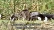National Geographic Crocs Of Katuma (Nature Documentary)