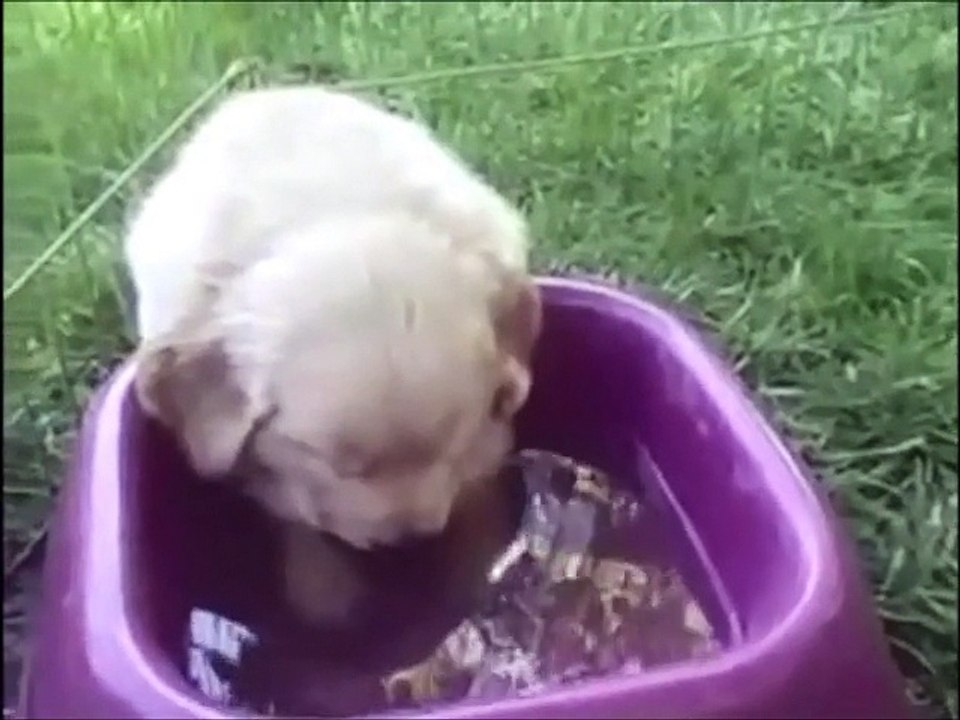 Funny Sleepy Animals