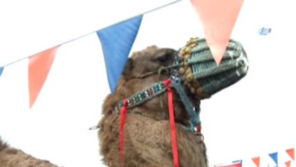 Açık Artırmaya Çıkan Deve 57 Bin 500 Liraya Satıldı