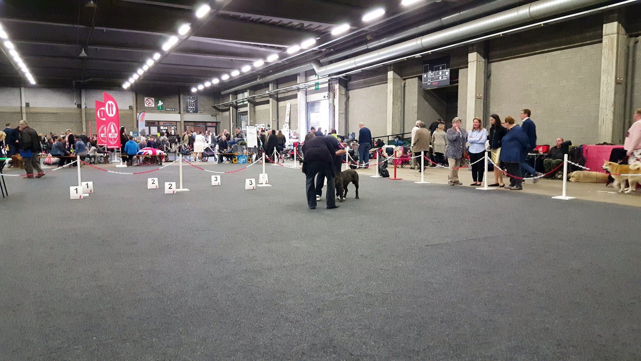 INTERNATIONALE DOG SHOW D'ANVERS 2017 ( BELGIQUE)