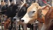 Beef Banned by Jammu & Kashmir High court