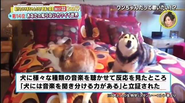 超かわいい映像連発！どうぶつピース!! 161209 (1) part 1/2