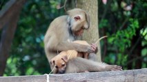 MONKEY ADOPTED A DOG BABY | AMAZING LOVE | REAL LOVE | NATURE IS GREAT