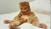 CUTE CAT PLAYING WITH HIS TAIL | AMAZINGLY TRYING TO THINK THAT WHAT HAPPENED