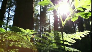 Sun Glimmering through Ferns tracking, dolly shot