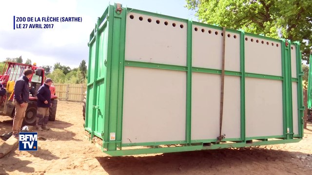 Sarthe: le zoo de la Flèche accueille un nouveau rhinocéros