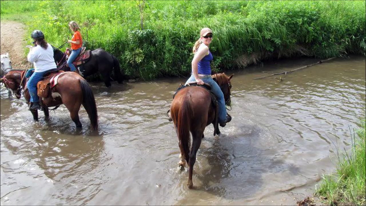 CS Performance Horses - (715) 307-8201
