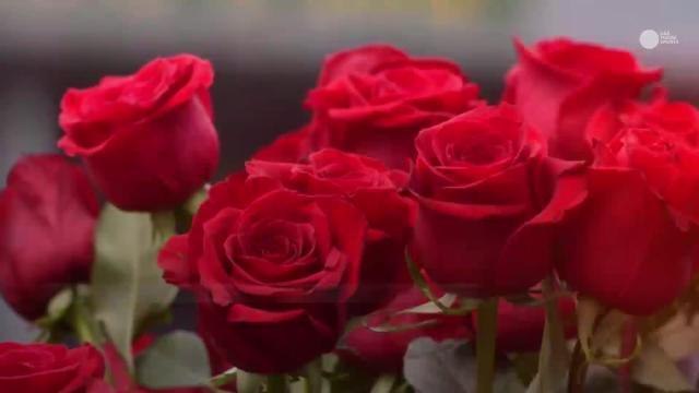 Kentucky Derby will feature a one-eyed horse