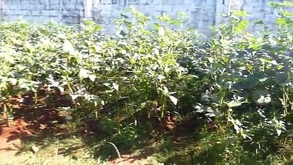 amazon buys twitch-Amar Souchagar-Social Awareness