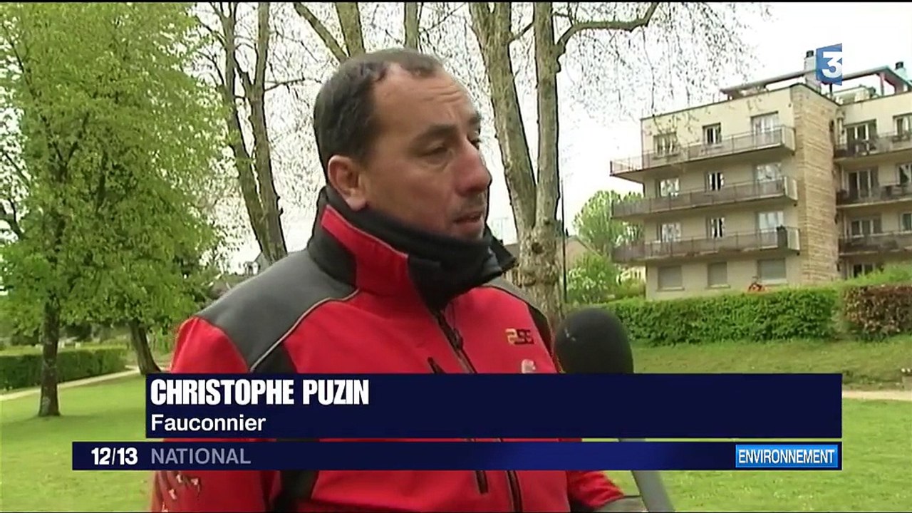 La mairie de Luxeuil-les-Bains fait la chasse aux corbeaux avec des buses américaines