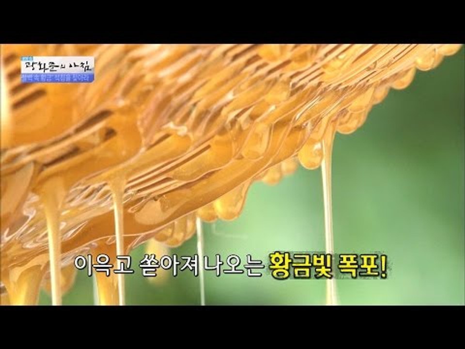 황금빛으로 빛나다! 깊은 빛깔의 꿀! [광화문의 아침] 293회 20160810