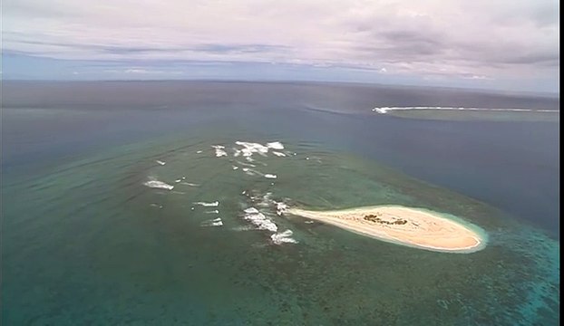 Un requin tigre mange une baleine bleue vivante