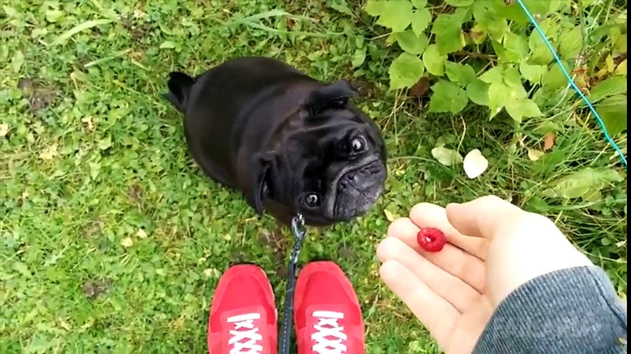 Ultimate Funny Dogs Compilation