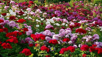 Zakir Hussain Rose Garden - Chandigarh, India.