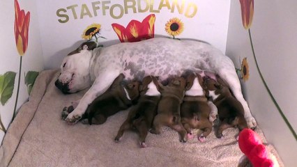 15ème Vidéo La Maman et ses P'tits Oeufs de la 28ème portée de Staffordland