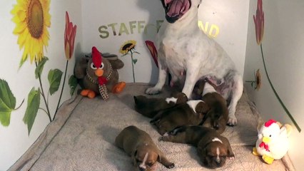 16ème Vidéo La Maman et ses P'tits Oeufs de la 28ème portée de Staffordland